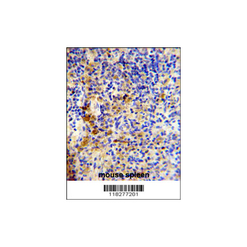 IGJ antibody - N-terminal region (OAAB03552) in mouse spleen using Immunohistochemistry