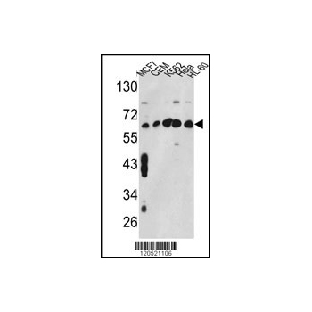CCT3 antibody - center region (OAAB01653) in MCF7, CEM, K562, HL-60, Hela using Western Blot