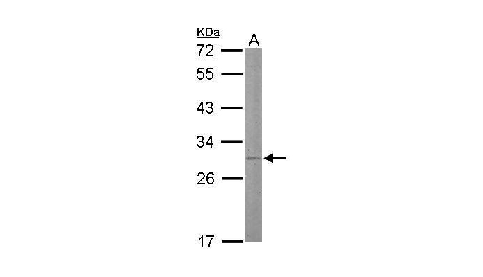 STAR antibody (OAGA00424) in mouse liver using Western Blot