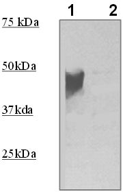 Rabbit Anti-E-Tag Polyclonal Antibody(OAAI00401) in 3T3  using Western Blot.