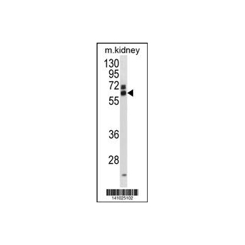 EIF3L antibody - N - terminal region (OAAB15293) in Mouse Kidney using Western Blot