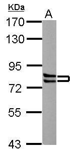 CTTN Antibody - N-terminal region (OAGA01221) in PC-12 using Western Blot