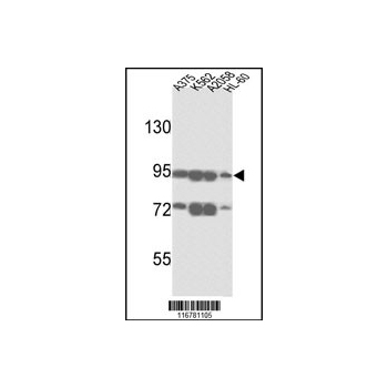 ABCB5 antibody - N - terminal region (OAAB16481) in HL-60, K562, A2058 using Western Blot