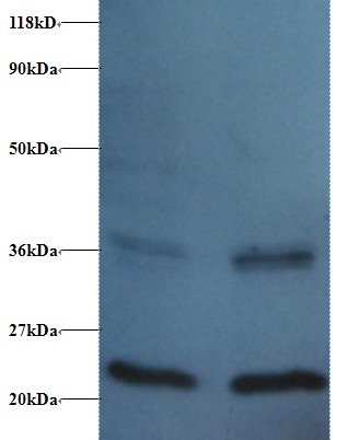 Rabbit anti-human Peptidyl-prolyl cis-trans isomerase FKBP1A (OACA00873) in EC109 , 293T using Western Blot