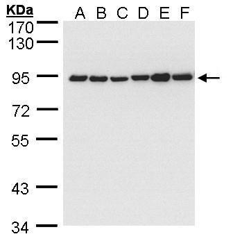 CANX Antibody - middle region (OAGA01669) in 293T, A431, H1299, Hela S3, HepG2, MOLT4 using Western Blot