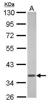 GNAT1 Antibody (OAGA02636) in U87-MG using Western Blot