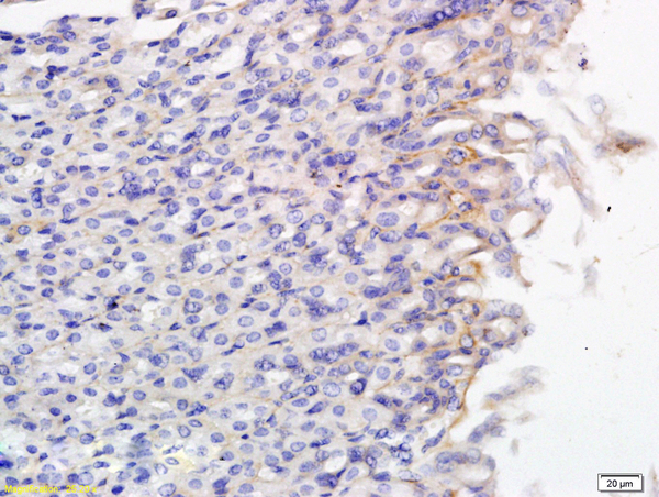 SLCO2B1 Antibody (OABF01364) in Mouse small intestine using Immunohistochemistry