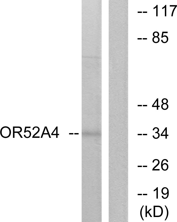 OR52A4 Antibody (OAAF05039) in MCF-7 using Western blot.