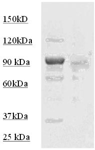 Rabbit Anti-STAT3 Antibody (Phospho-S 727)(OAAI00081) in A431  using Western Blot.