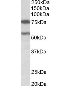 Goat anti-PRODH (aa112-134) middle region Antibody (OAEB02886) in Human Cerebellumcells using Western Blot