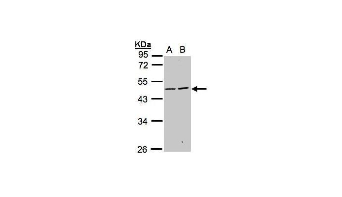 SIGLEC9 antibody (OAGA00569) in HepG2, MOLT4  using Western Blot