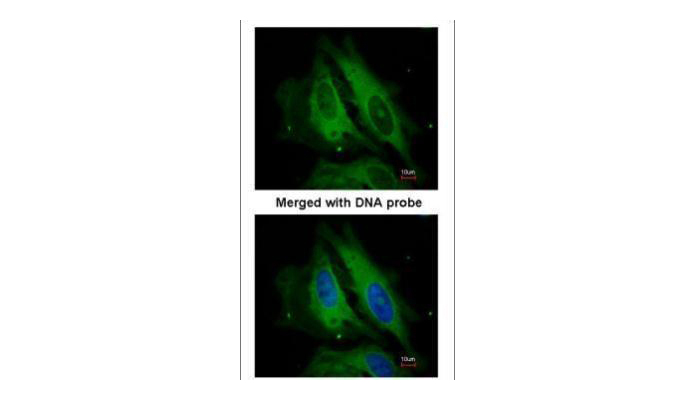 NOD1 antibody (OAGA00722) in HeLa using Immunofluorescence