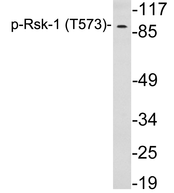 Rsk-1 Antibody (Phospho-Thr573) (OAAF05461) in 293 using Western blot.
