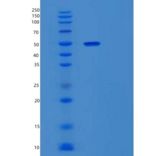 人细胞程序性死亡蛋白1配体1(PDL1)重组蛋白C-mFc