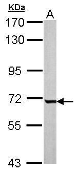 GCKR Antibody (OAGA02215) in Mouse liver using Western Blot
