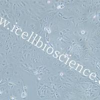 MKN-7 | MKN-7细胞 | MKN7细胞 | MKN7 | MKN7 | 人