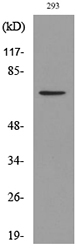 BMAL1 Antibody (Acetyl-Lys538) (OAAF08218) in 293 using Western Blot