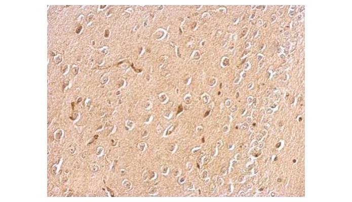SCG2 antibody (OAGA01106) in mouse brain tissue using Immunohistochemistry