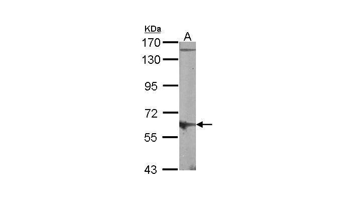 MUS81 antibody (OAGA00008) in NIH-3T3 using Western Blot