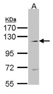 TNK2 Antibody - N-terminal region (OAGA02687) in Raji using Western Blot