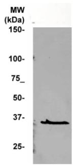 Rabbit Anti-Cyclin C Polyclonal Antibody(OAAI00305) in MCF -7  using Western Blot.