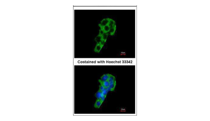 PIGR antibody (OAGA00834) in HepG2 using Immunofluorescence