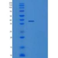 小鼠信号调节蛋白α-1/SIRPA/CD172a重组蛋白C-6His