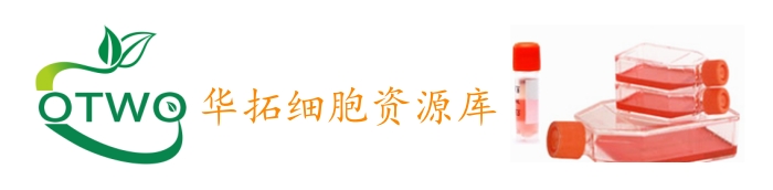 RBrF大鼠支气管成纤维细胞|永生化|RBrF细胞