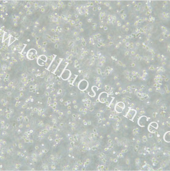 HMy2.CIR、HMy2.CIR细胞、人B淋巴母细胞/STR鉴定/镜像绮点(Cellverse)