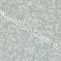 HMy2.CIR、HMy2.CIR细胞、人B淋巴母细胞/STR鉴定/镜像绮点（Cellverse）