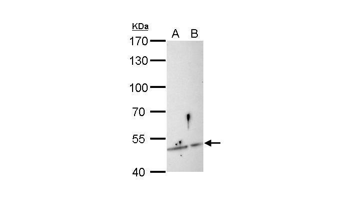 SESN3 antibody (OAGA00958) in Raw264.7, C2C12 using Western Blot