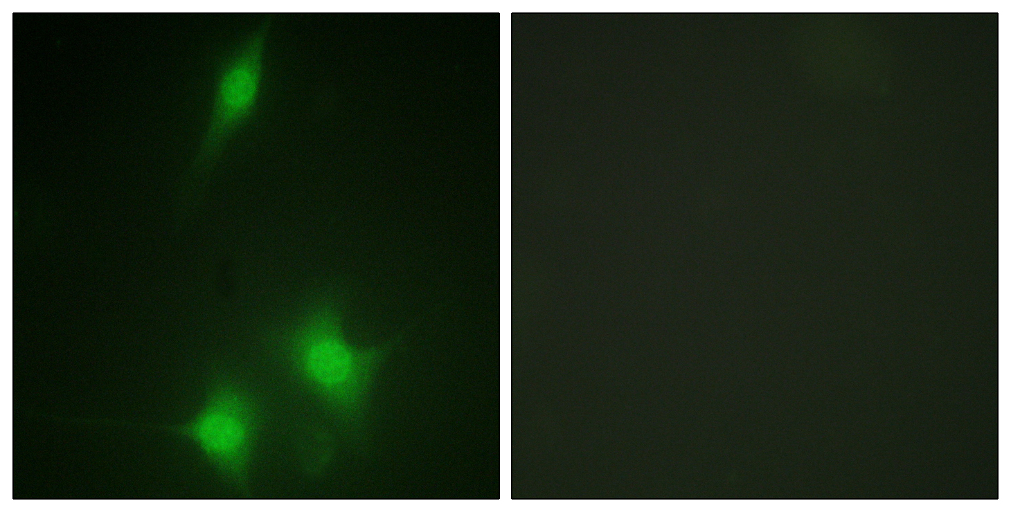 MDM2 Antibody (OAAF01177) in NIH-3T3 using Immunofluorescence.