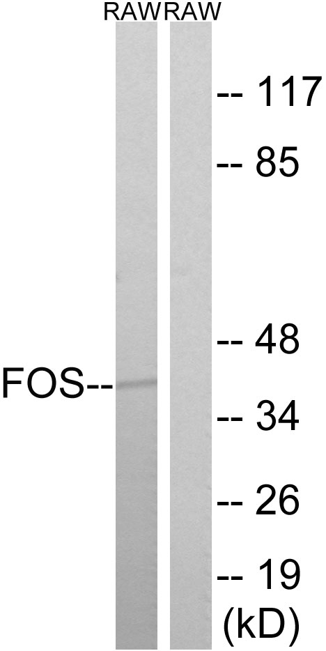 FOS Antibody (OAAF01574) in RAW2647 using Western blot.