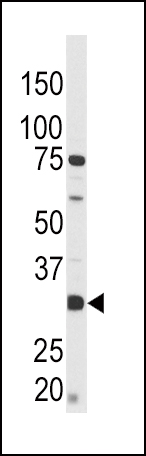 Phospho - CREB - S133 antibody (OAAB16032) in CEM using Western Blot