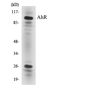 AhR Antibody (OAAF06074) in HT-29 using Western blot.