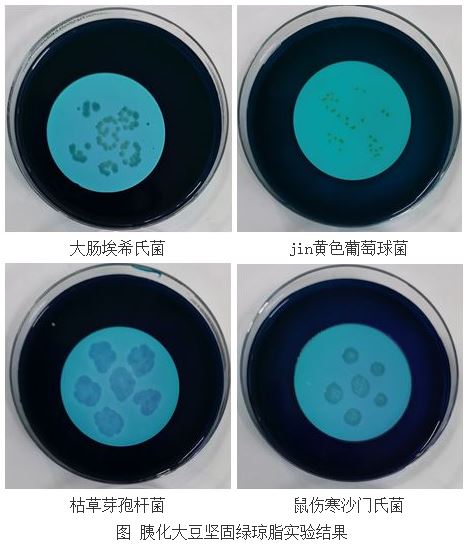 胰化大豆坚固绿琼脂的使用与实验现象