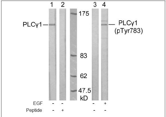 PLC1 (Ab-783) Antibody (OAEC00477) in A431 using Western Blot