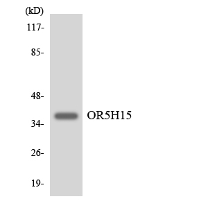 OR5H15 Antibody (OAAF06842) in HeLa using Western blot.