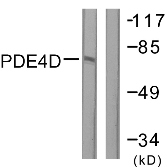 PDE4D Antibody (OAAF00816) in K562 using Western blot.