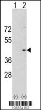 AURKA Antibody - C-terminal (OAAB18594) in 293 cell lysates using Western Blot