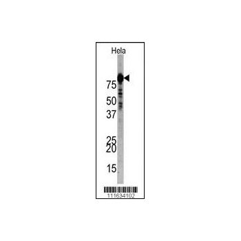 PI3KR1 antibody (N - terminal region (OAAB17382) in Hela, PIK3R1 using Western Blot