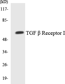 TGF β Receptor I Antibody (OAAF07226) in HeLa using Western blot.