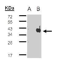 BSG Antibody (OAGA01432) in Transfected 293T cell line using Western Blot