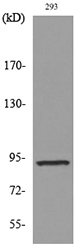 CDCP1 Antibody (OAAF08146) in 293 using Western Blot