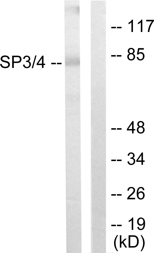 SP4 Antibody (OAAF02359) in Jurkat using Western blot.