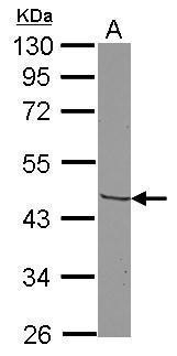 CCR3 Antibody - C-terminal region (OAGA01253) in K562 using Western Blot