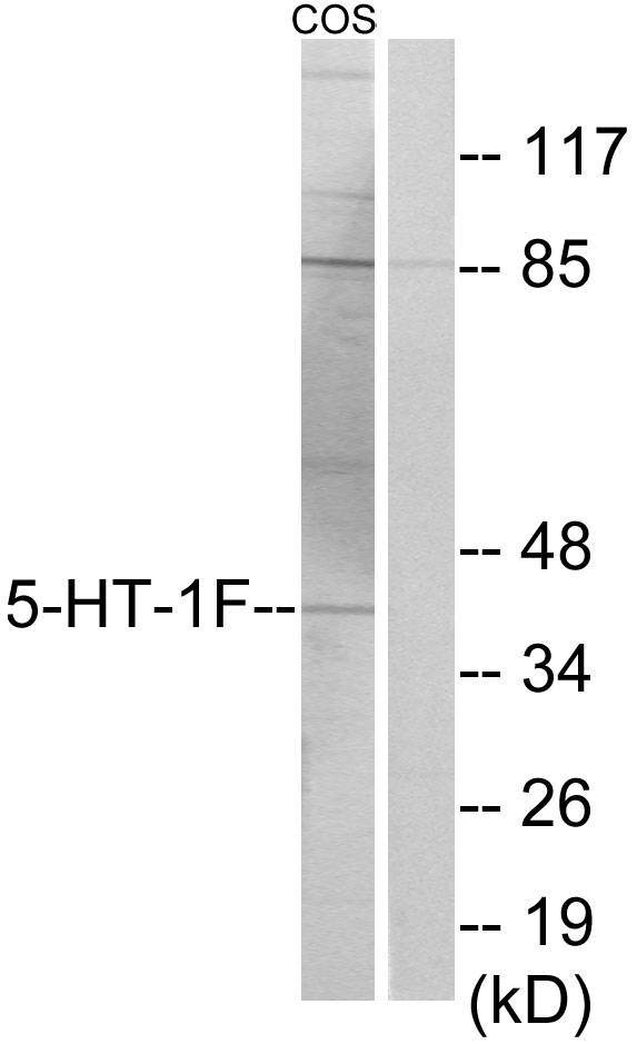 HTR1F Antibody (OAAF02799) in COS7 using Western blot.