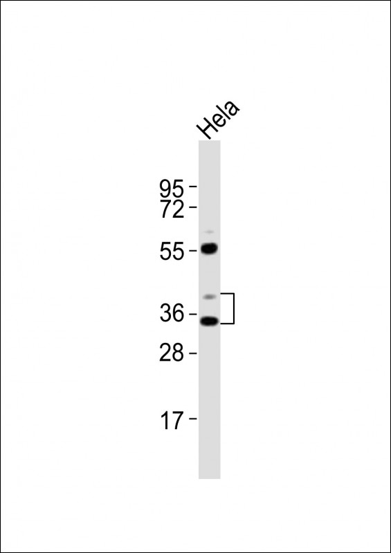 Lefty2 Antibody (OAAB19360) in Hela whole cell lysates using Western Blot