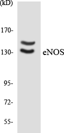 eNOS Antibody (OAAF06358) in HepG2 using Western blot.