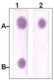 Rabbit Anti-STAT3 Antibody (Phospho-S 727) (OAAI00081) in phospho-peptide and non-phospho-peptide using Dot Blot.